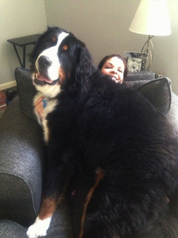 Big dogs with gentle hearts
