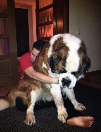Cute animals, giant dogs with gentle hearts