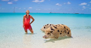 Pig Beach in the Bahamas is truly a paradise on earth for both humans and pigs