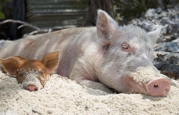 Pig Beach in the Bahamas is truly a paradise on earth for both humans and pigs