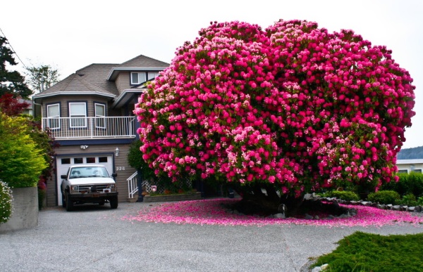 The 125-year old Rhododendron tree is one of the most beautiful trees in the world.