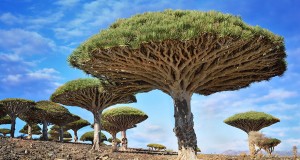 Dragonblood trees in Yemen are one of the most beautiful trees in the world.