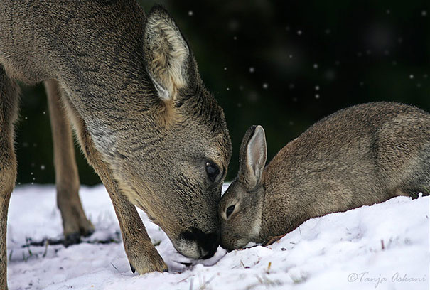 Rabbit and deer are one of the most unexpected animal friendships you have ever seen.