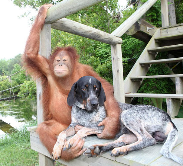 Syria and Roscoe are one of the most unexpected animal friendships you have ever seen.