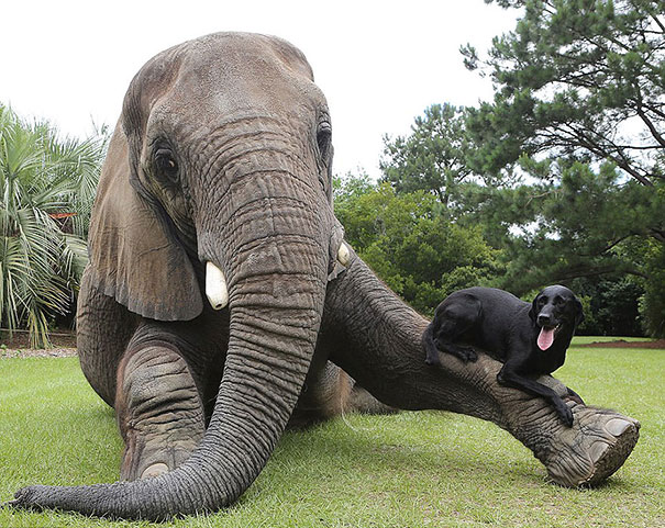 Bubbles and Bella are one of the most unexpected animal friendships you have ever seen.