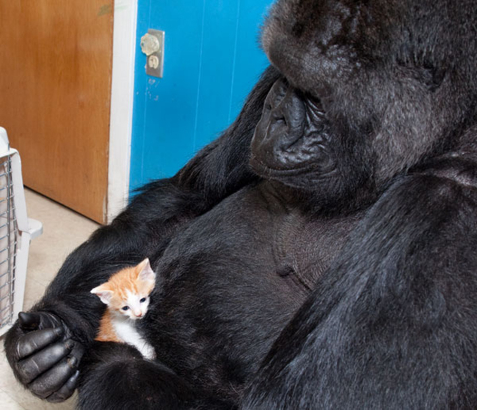 Koko and a kitten are one of the most unexpected animal friendships you have ever seen.
