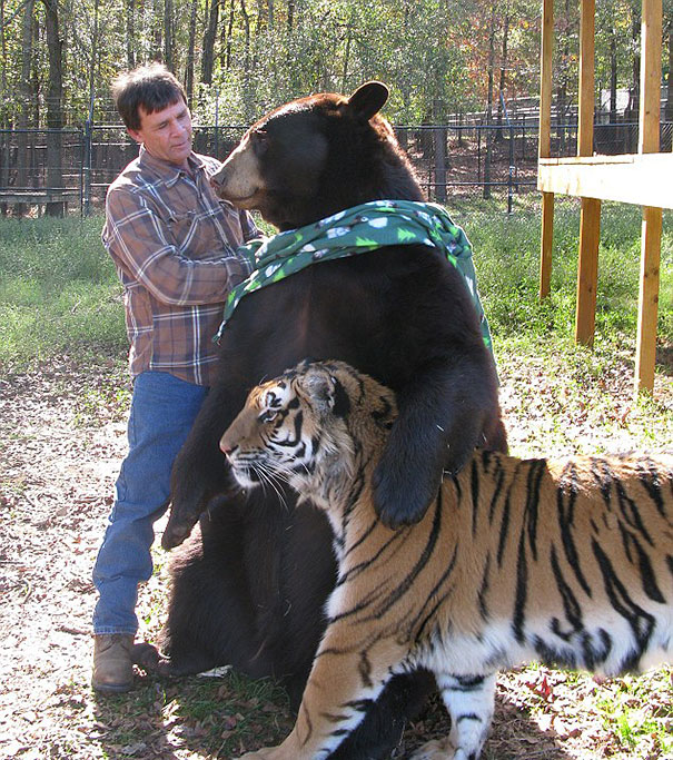 The tiger, bear and a lion are one of the most unexpected animal friendships you have ever seen.