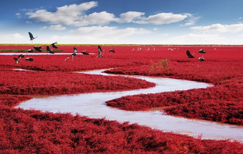 Unique beaches in the world, Red Beach in Panjin in China