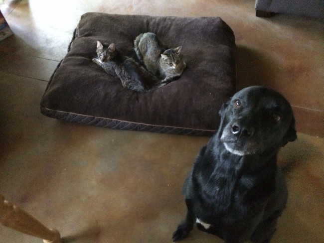 A compilation of photos of the cats stealing dog beds.