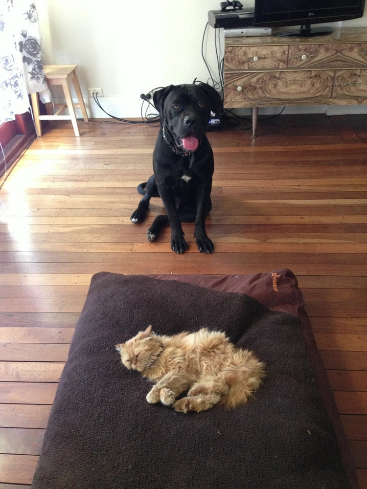 A compilation of photos of the cats stealing dog beds.