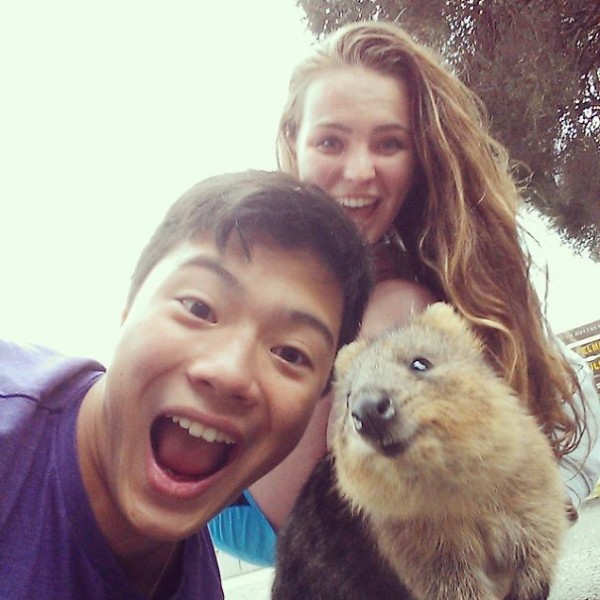This is one of the funniest quokka selfies.