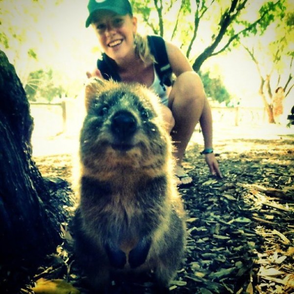 This is one of the funniest quokka selfies.