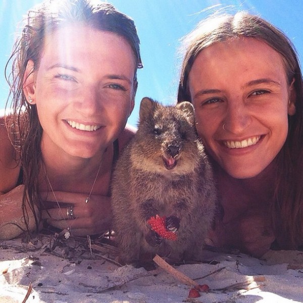 This quokka selfie is one of the funniest selfies with animals.