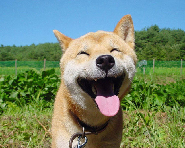 Smiling animals that will brighten your day.