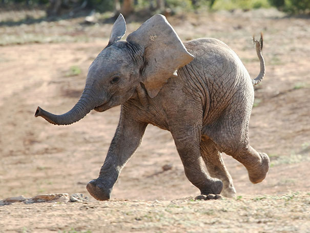 This smiling elephant will brighten your day.