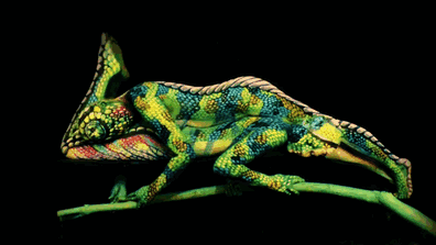 Full body painting create a perfect illusion of a colorful chameleon.