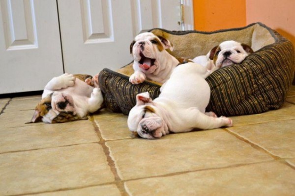 These are the sweetest bulldog puppies you have ever seen.