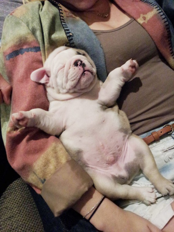 These is the sweetest bulldog puppy you have ever seen.