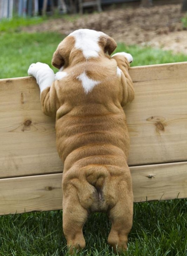 These is the sweetest bulldog puppy you have ever seen.