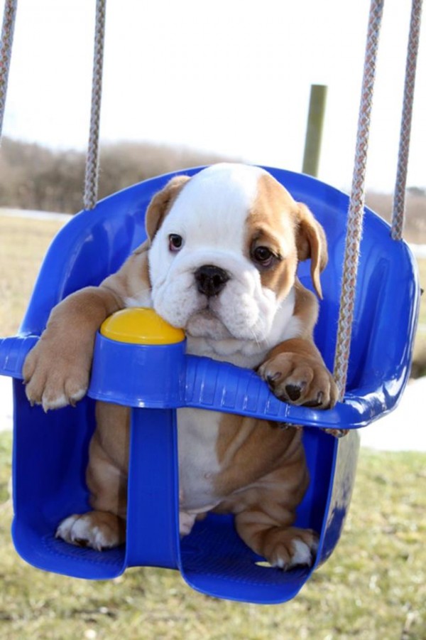 These are the cutest bulldog puppies you have ever seen.