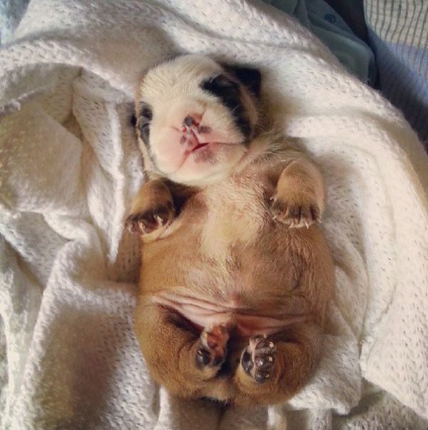 These are the cutest bulldog puppies you have ever seen.