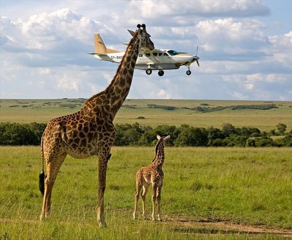 perfectly timed photos, airplane, giraffe 