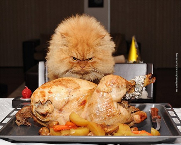 Funny cats and dogs pictures looking at food.