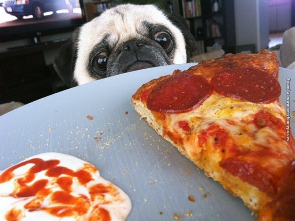 Funny cats and dogs pictures looking at food.