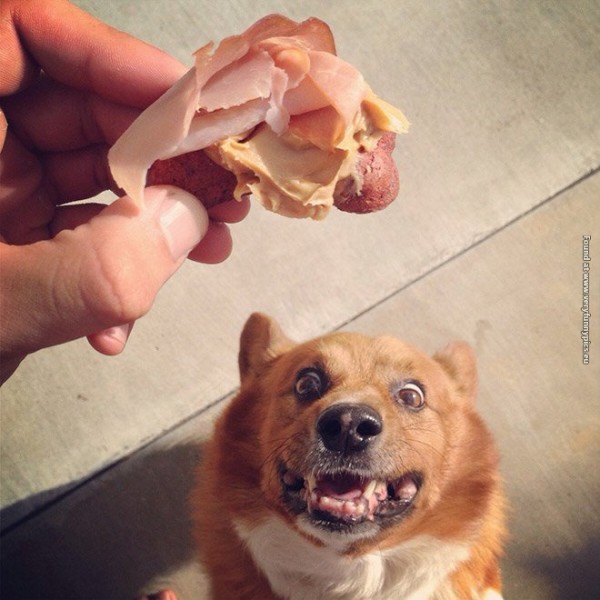 Funny pictures of cats and dogs looking at food.