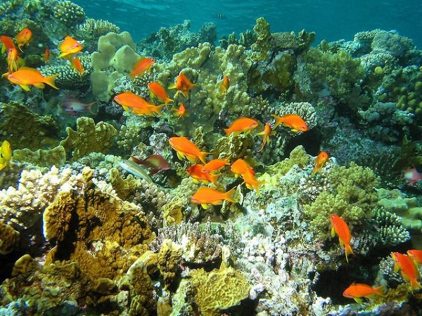 Tubbataha reef is one of the most amazing atolls in the world. 