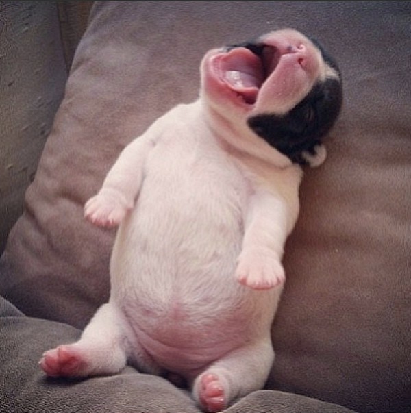 Adorable photos of puppies and their cute bellies.