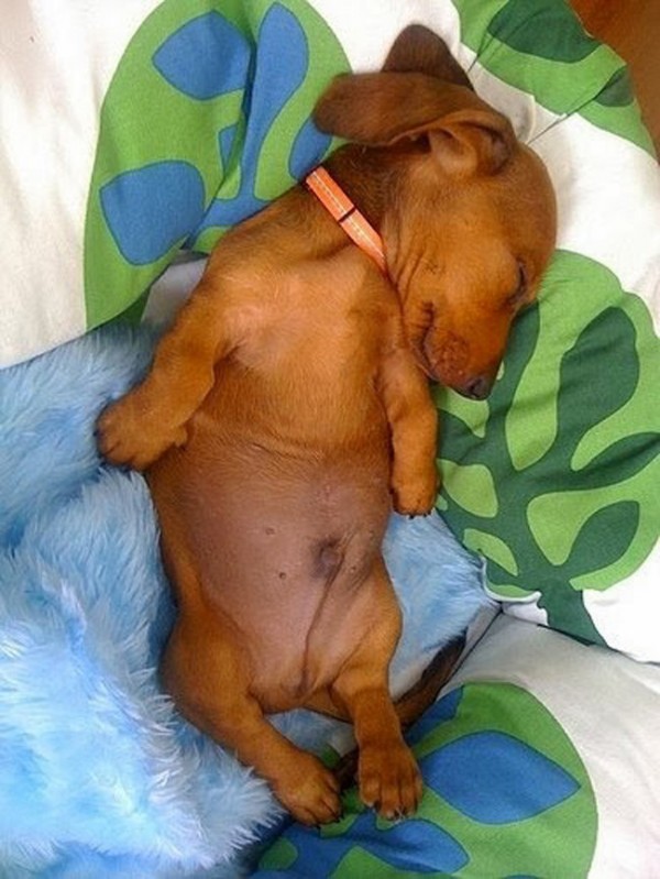 Adorable puppies and their cute bellies.