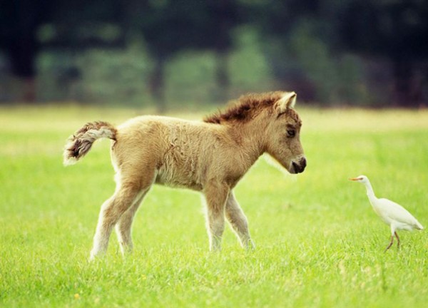 The cutest mini horses you have ever seen