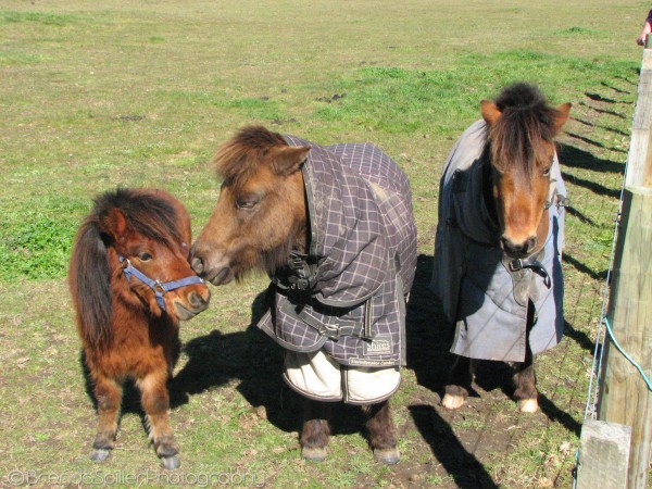 The cutest mini horses you have ever seen