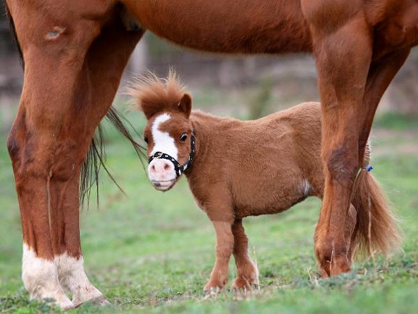 The cutest mini horses you have ever seen.
