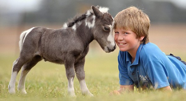The cutest mini horses you have ever seen.