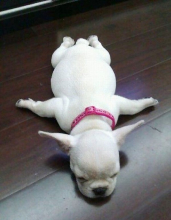 Cute puppies sleeping in the weirdest positions ever.