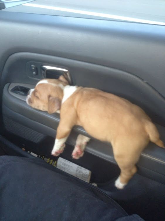 Cute puppies sleeping in the weirdest positions ever.