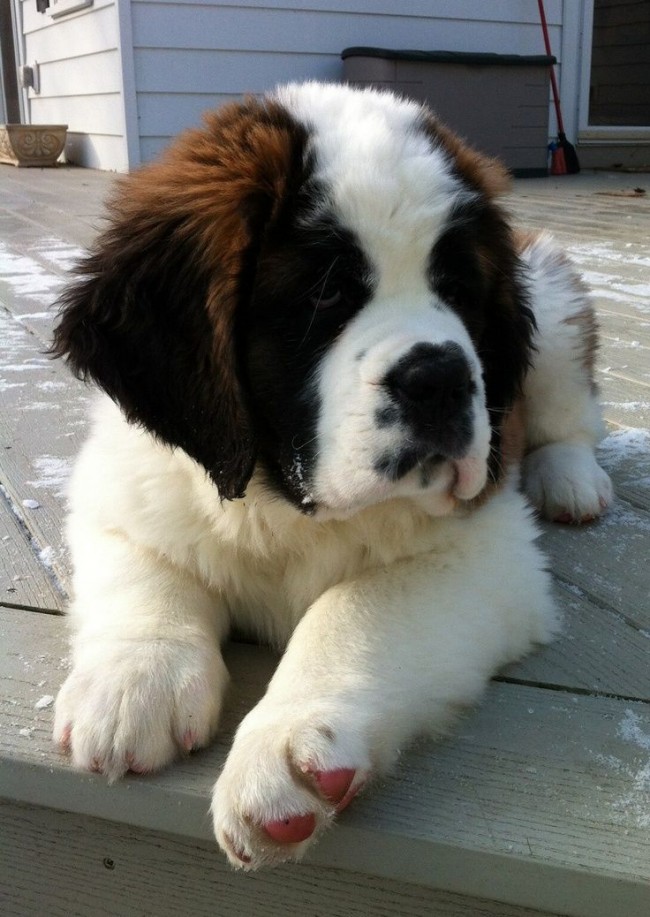 Saint Bernard puppies are definitely one of the cutest puppies of 2015.