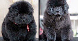 These are the cutest puppies of 2015