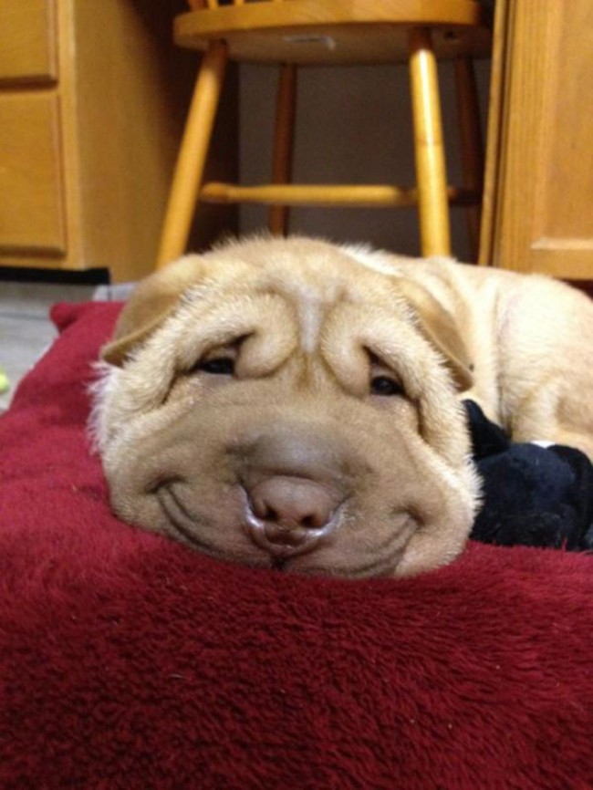 These are 25 adorable smiling dogs.