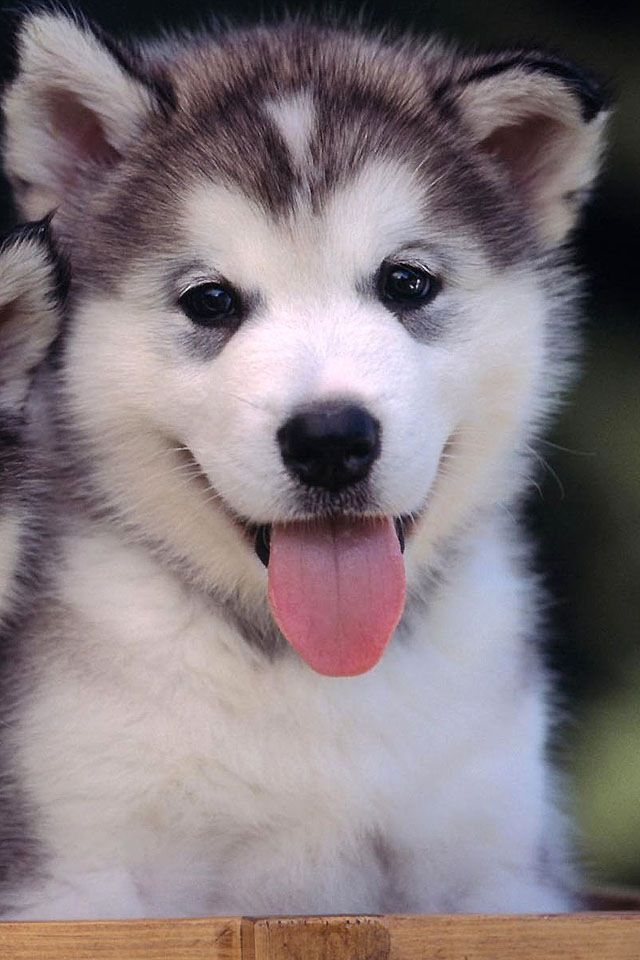 Gorgeous dog smiling