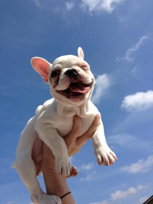 This is a flying and smiling dog.
