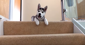 Watch the video about the funny dogs who can't figure out stairs.