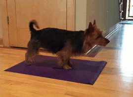 Take a look at our compilation of cute animals doing yoga.