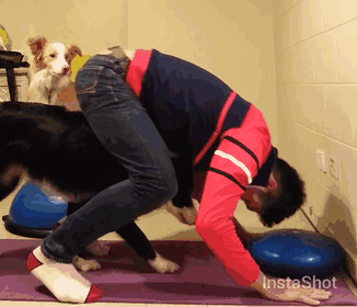 Take a look at our compilation of cute animals doing yoga.