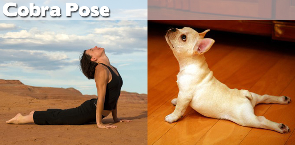 This is a compilation of cute animals doing yoga.