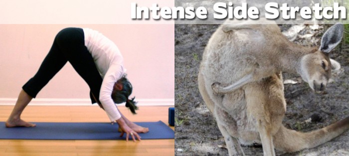 Take a look at our compilation of 20 cute animals doing yoga. This is an intense side stretch.