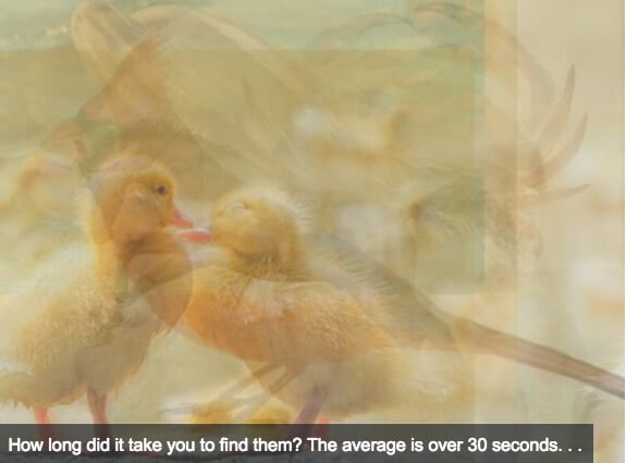 This hidden animals photo can tell a lot about your personality.