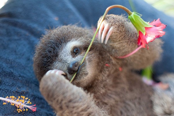 20 Unbelievably cute sloth photos will brighten your day.
